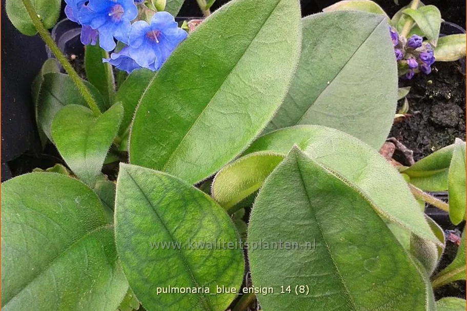 Pulmonaria saccharata 'Blue Ensign'