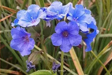 Pulmonaria saccharata 'Blue Ensign'