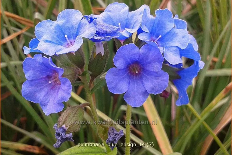 Pulmonaria saccharata 'Blue Ensign'