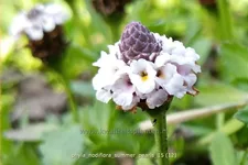 Phyla nodiflora 'Summer Pearls'