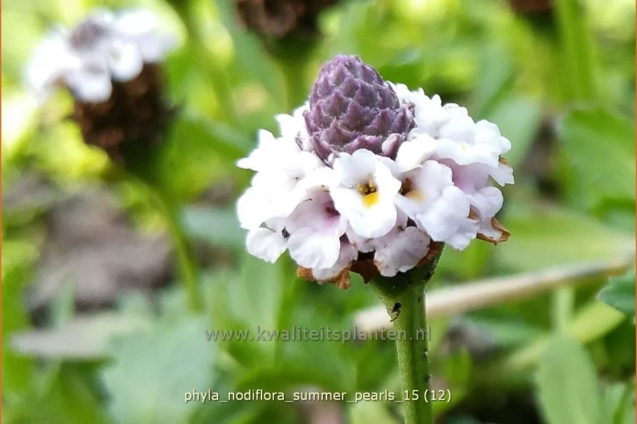 Phyla nodiflora 'Summer Pearls'