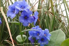 Pulmonaria saccharata 'Blue Ensign'