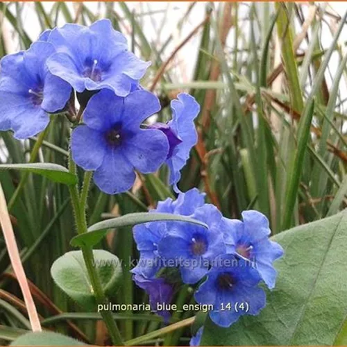 Pulmonaria saccharata 'Blue Ensign'