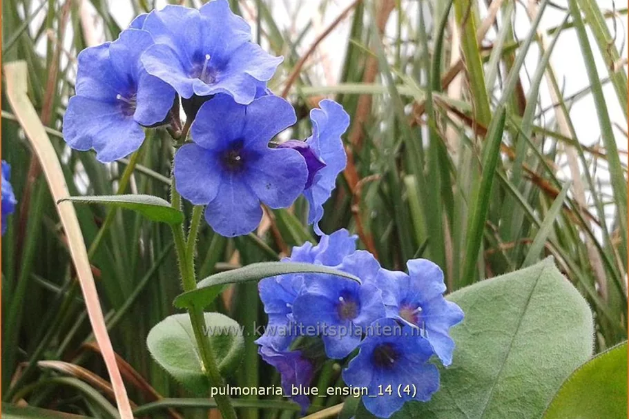 Pulmonaria saccharata 'Blue Ensign'