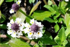Phyla nodiflora 'Summer Pearls'