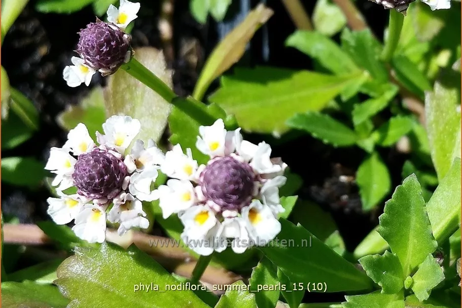 Phyla nodiflora 'Summer Pearls'