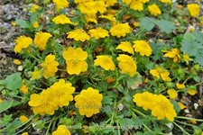Potentilla crantzii 'Goldrausch'
