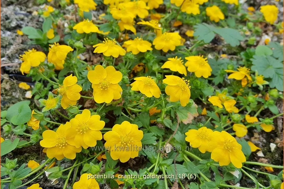 Potentilla crantzii 'Goldrausch'