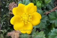 Potentilla crantzii 'Goldrausch'