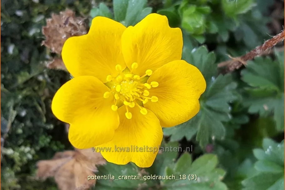 Potentilla crantzii 'Goldrausch'