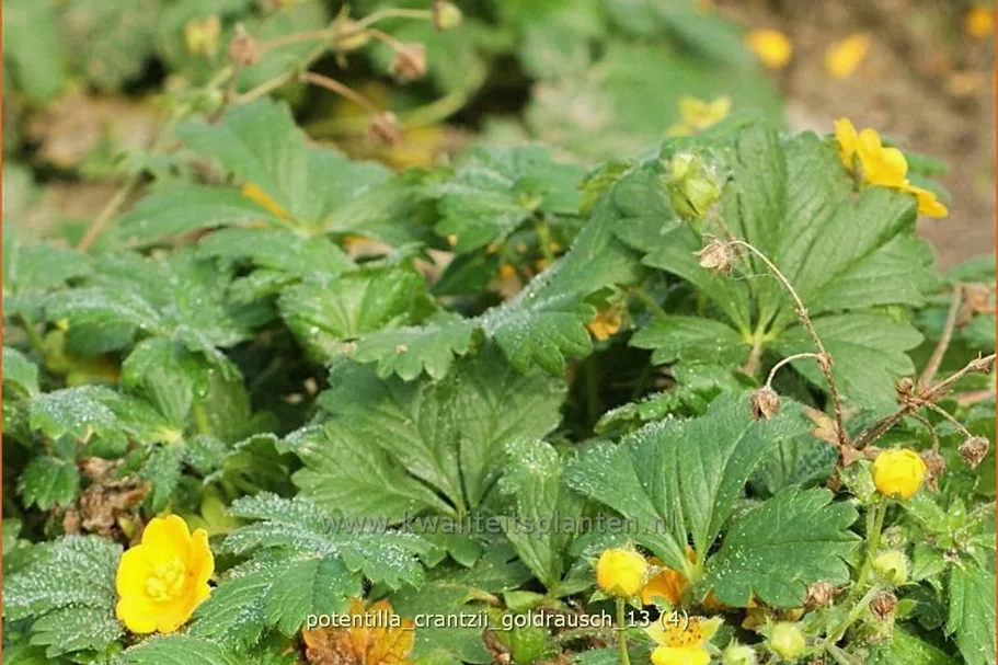 Potentilla crantzii 'Goldrausch'