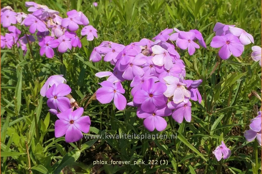 Phlox 'Forever Pink'