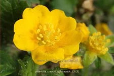 Potentilla crantzii 'Goldrausch'
