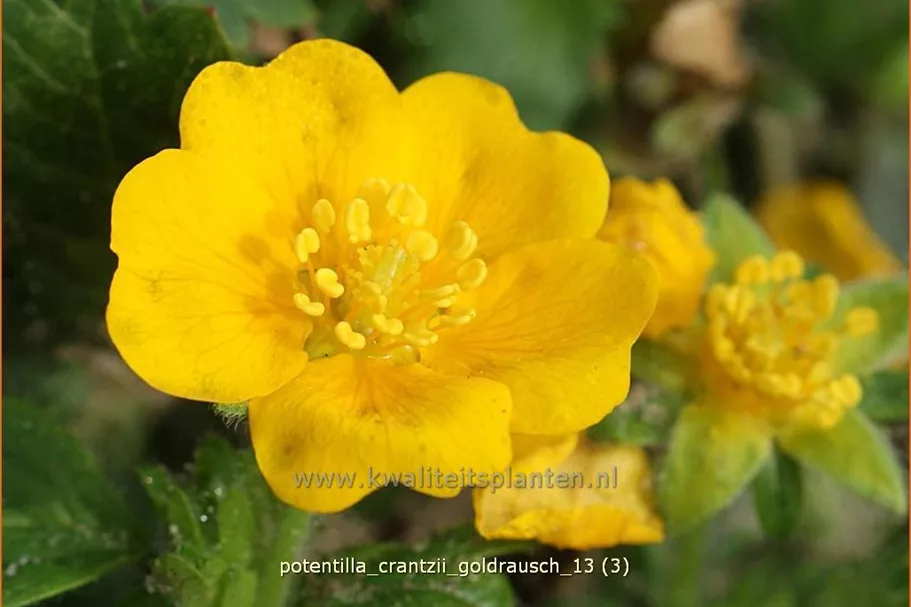 Potentilla crantzii 'Goldrausch'