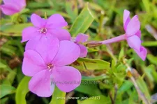 Phlox 'Forever Pink'