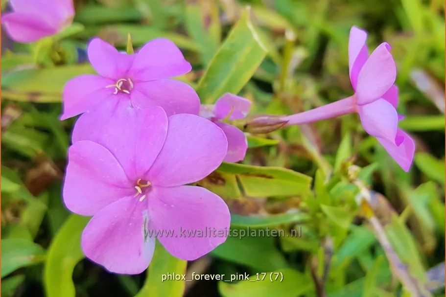 Phlox 'Forever Pink'