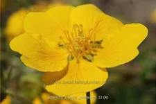 Potentilla crantzii 'Goldrausch'