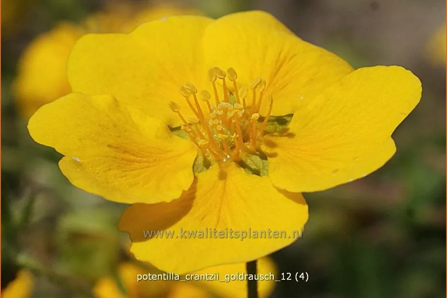 Potentilla crantzii 'Goldrausch'