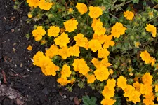 Potentilla crantzii 'Goldrausch'