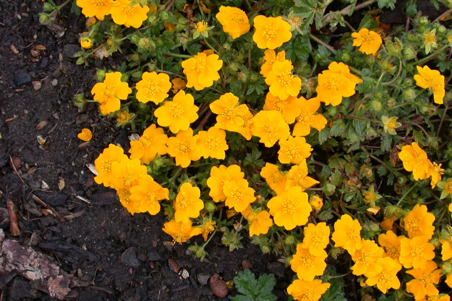Potentilla crantzii 'Goldrausch'