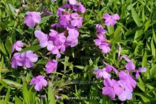 Phlox 'Forever Pink'