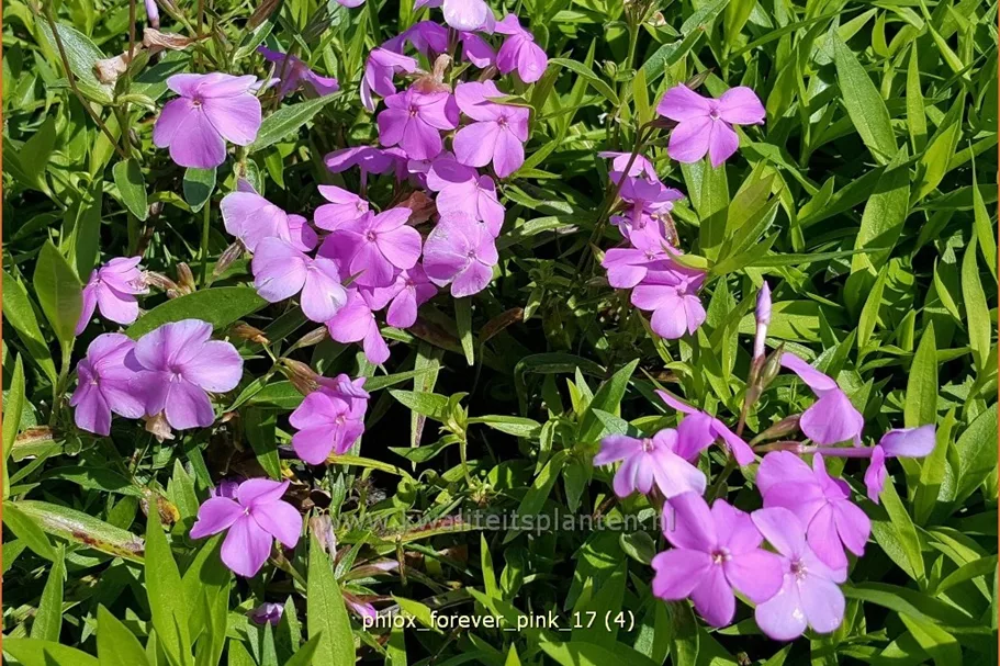 Phlox 'Forever Pink'