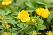 Potentilla crantzii 'Goldrausch'