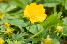 Potentilla crantzii 'Goldrausch'