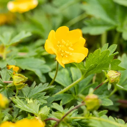 Potentilla crantzii 'Goldrausch'