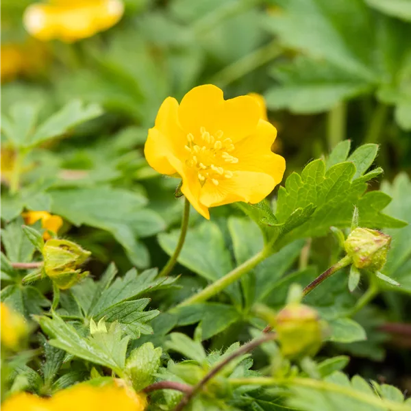 Potentilla crantzii 'Goldrausch'