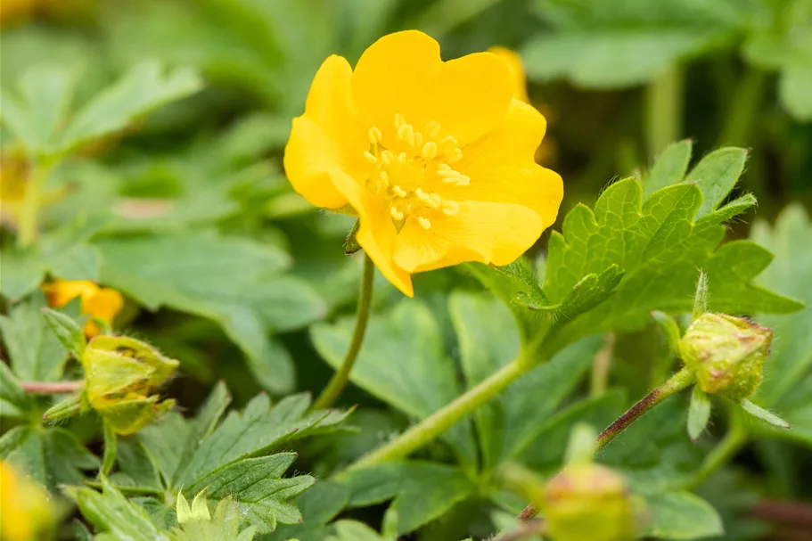 Potentilla crantzii 'Goldrausch'