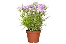 Phlox 'Forever Pink'