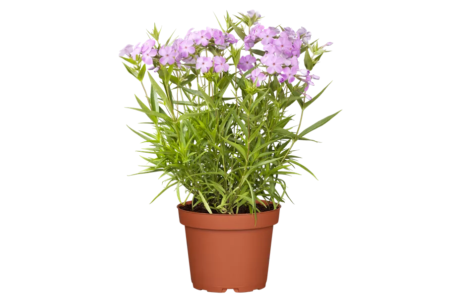 Phlox 'Forever Pink'