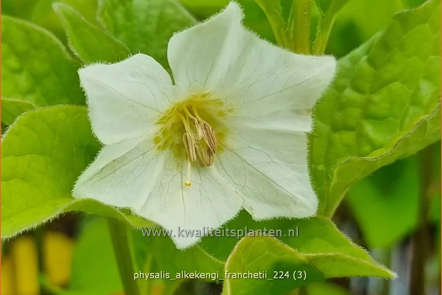 Physalis alkekengi var. franchetii