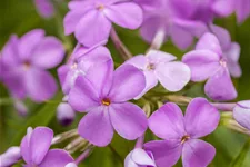 Phlox 'Forever Pink'