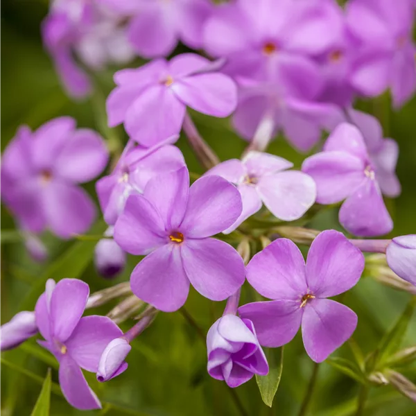 Phlox 'Forever Pink'
