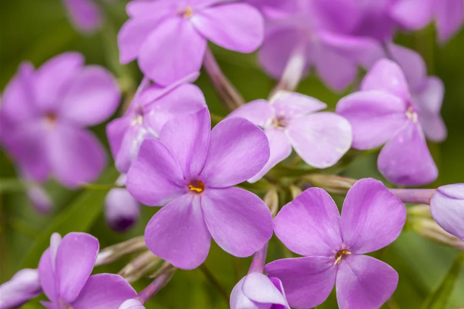 Phlox 'Forever Pink'
