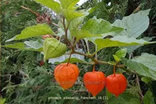 Physalis alkekengi var. franchetii