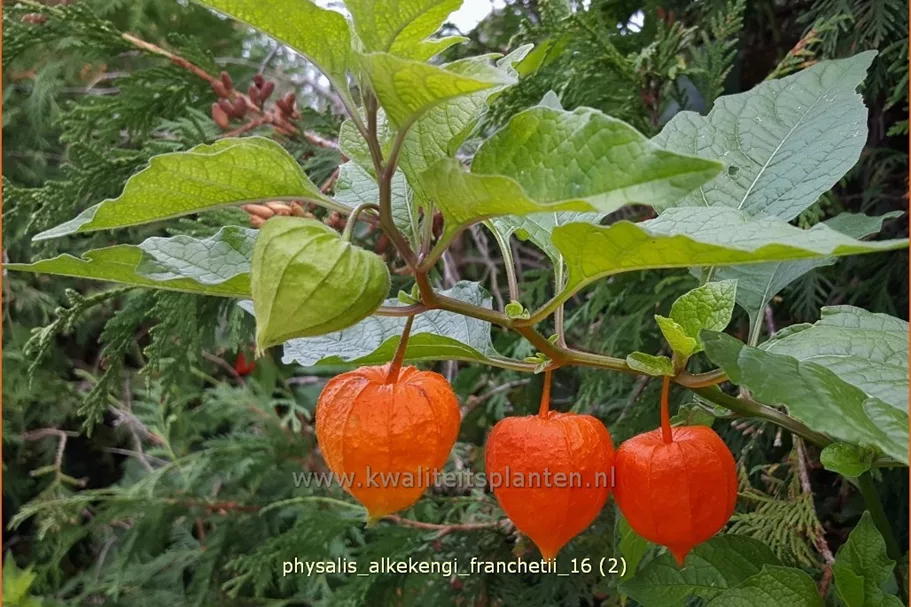 Physalis alkekengi var. franchetii
