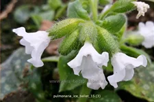 Pulmonaria officinalis 'Ice Ballet'