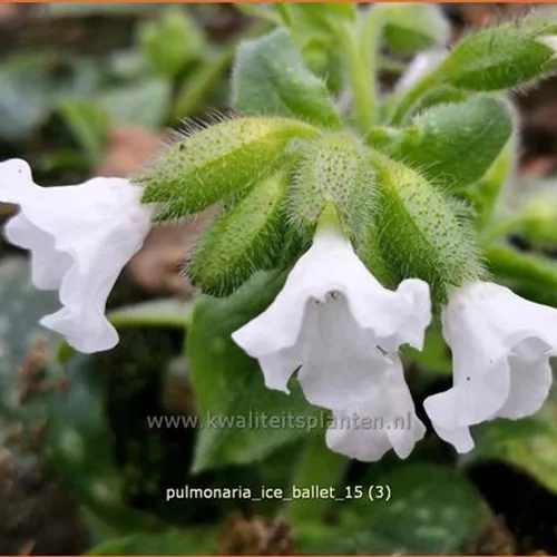 Pulmonaria officinalis 'Ice Ballet'