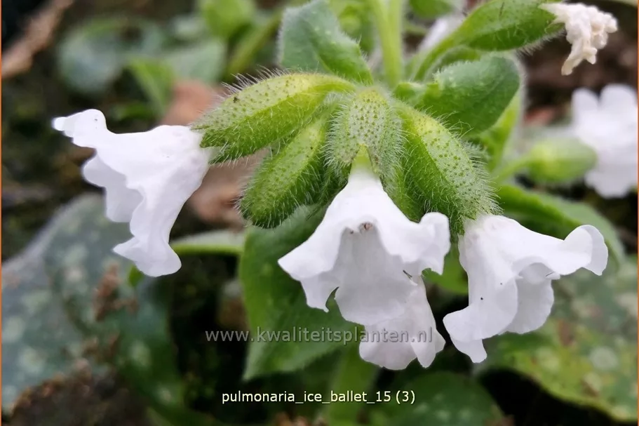 Pulmonaria officinalis 'Ice Ballet'