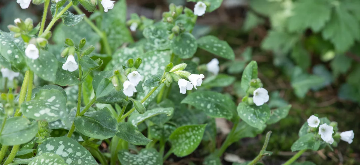 Pulmonaria officinalis 'Sissinghurst White' Staude im 9x9 cm Vierecktopf