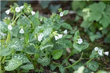 Pulmonaria officinalis 'Ice Ballet'