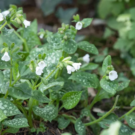 Pulmonaria officinalis 'Ice Ballet'
