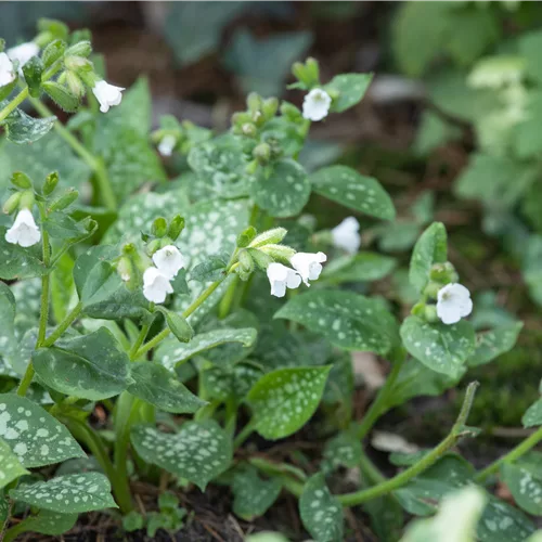 Pulmonaria officinalis 'Sissinghurst White'