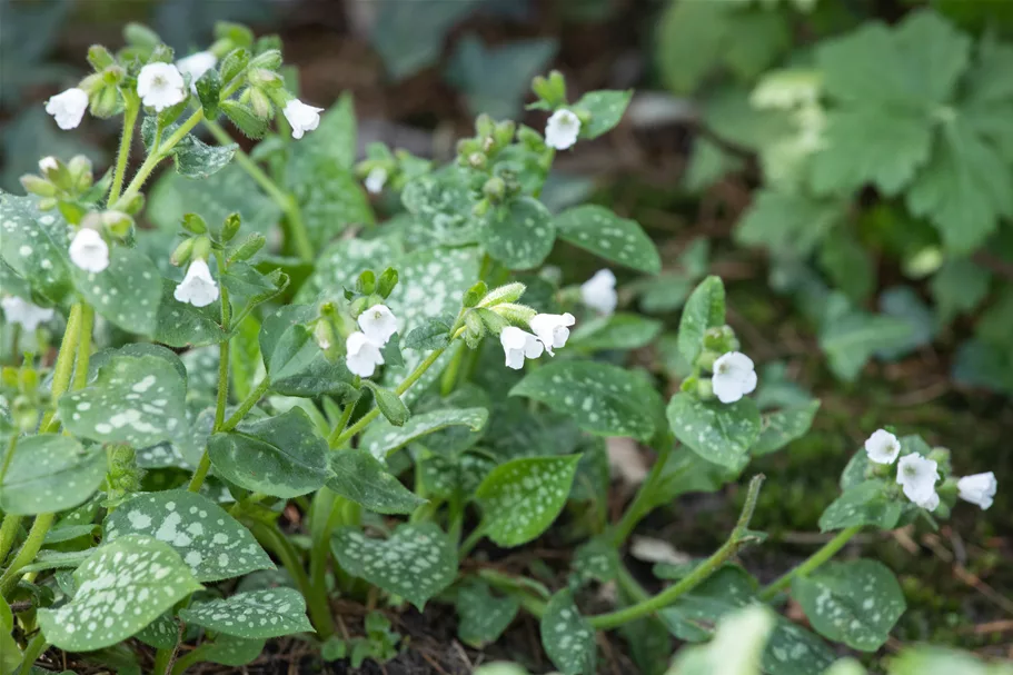 Pulmonaria officinalis 'Ice Ballet'