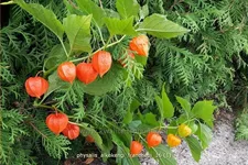 Physalis alkekengi var. franchetii