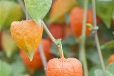 Physalis alkekengi var. franchetii