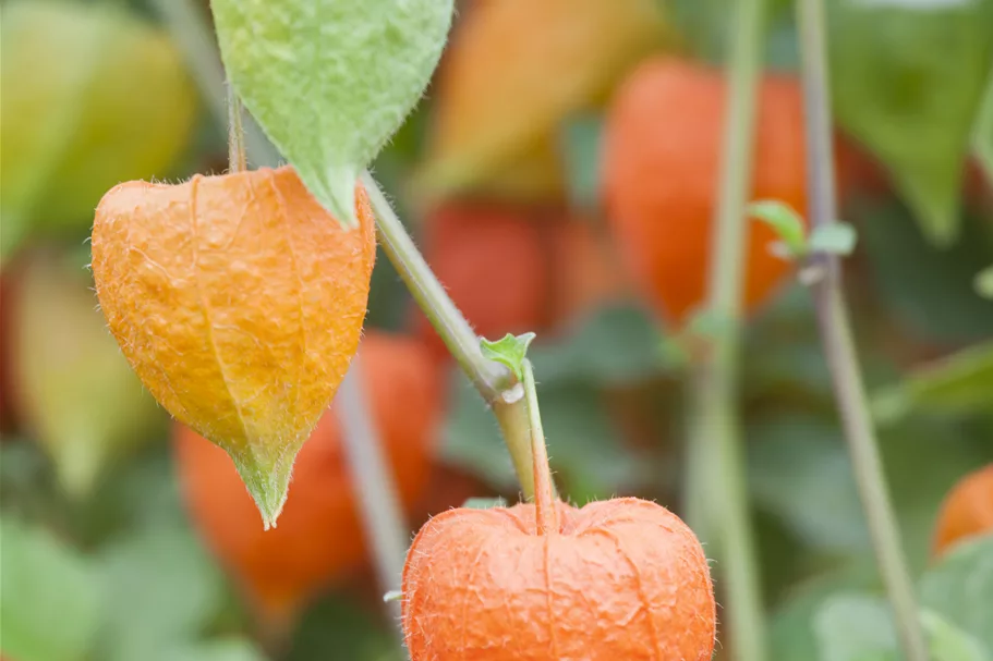 Physalis alkekengi var. franchetii